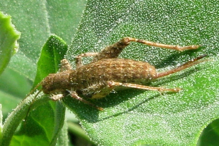 Trichoferus sp. ferito